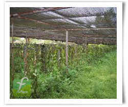 Farm shed Net